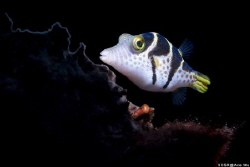 Common
Location :Lembeh Indonesias
Canon 5dsr
Canon EF... by Yung Sen Wu 